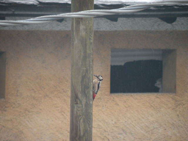 dalla finestra di casa...